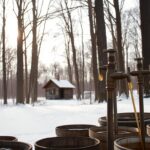 Maple Syrup Sap