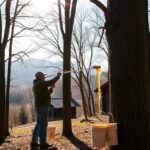 Maple Syrup Tapping